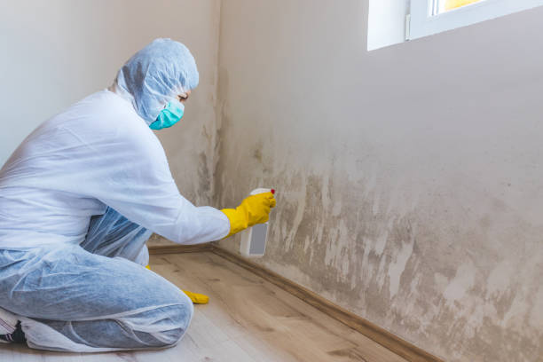 Professional mold removal team in Bedford