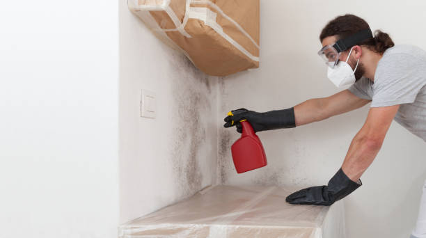 Basement Mold Remediation treatment on basement walls in Bedford
